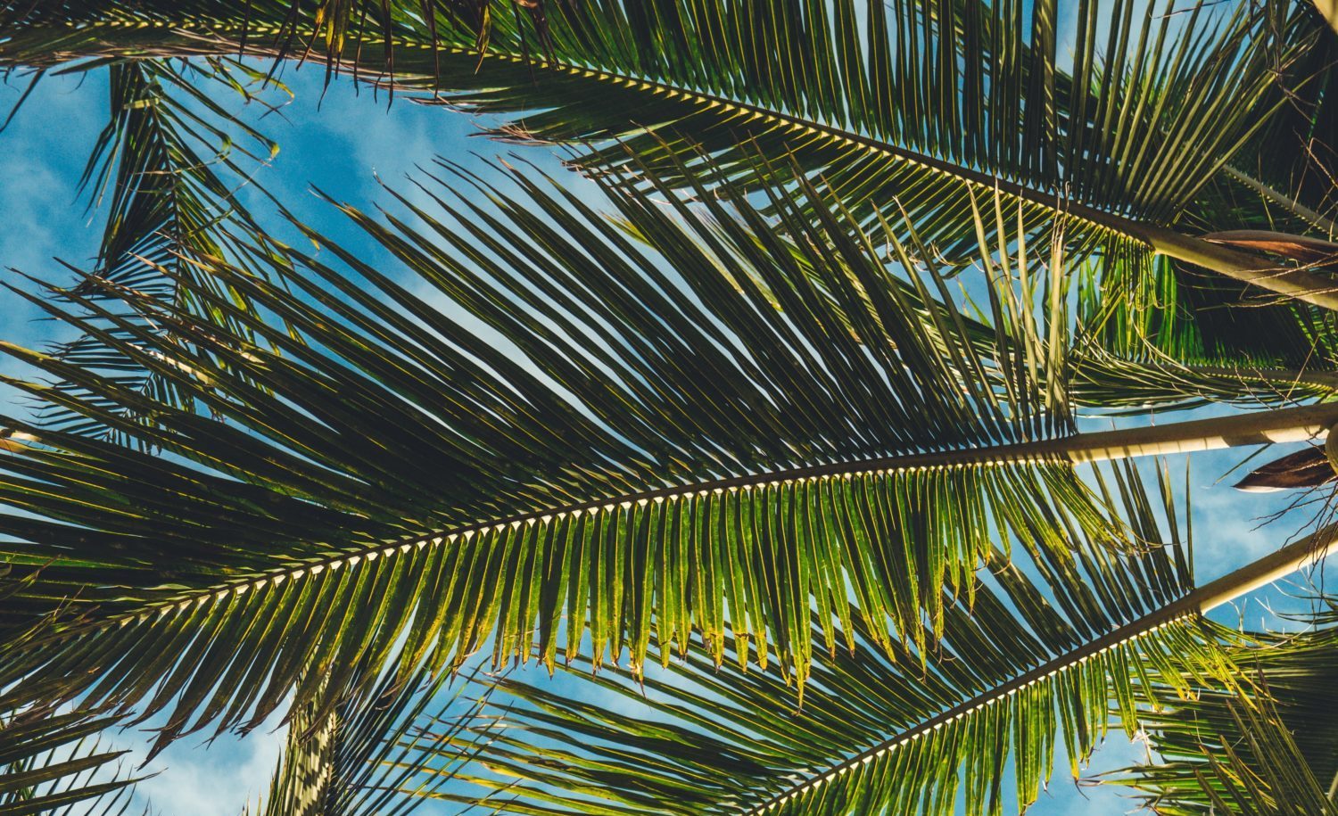 palm trees and blue sky
